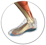 Anatomie des Fußes mit der Sporteinlage